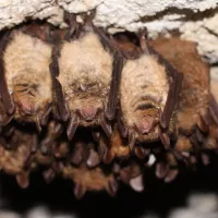 © LPO Anjou - Le Maine-et-Loire abrite vingt espèces de chauves-souris, dont la plupart sont menacées, comme le murin à oreilles échancrées..