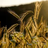 Champ de blé ©Image par NickyPe de Pixabay 