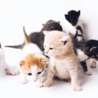 The Lucky Neko / Unsplash