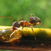 Lasius Niger