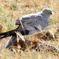 Busard Cendré Flickr_-_don_macauley_-_Bird_015