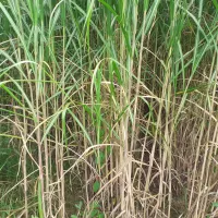 ©RCF Jura - 2021 - Quelques plants de miscanthus