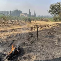 Des hectares de vignes brulées par l'incendie de la Plaine des Maures ©Terre de Vins