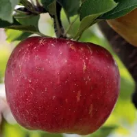 Etonnantes propriétés de la pomme ©pixabay