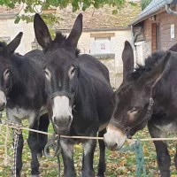 L'Âne Grand Noir du Berry est en voie de disparition - © Facebook Pôle du Cheval et de l'Âne de Lignières. 