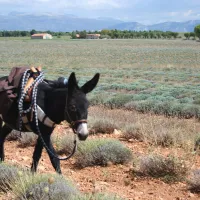 La Haute-Provence à dos d'âne