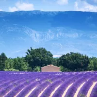 A vélo sur le plateau de Valensole