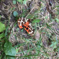 Papillon observé au sentier du Vallon du  Bel Air