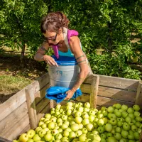 Stéphane Grossin - Le Maine-et-Loire recrute 500 saisonniers pour la cueillette des pommes cette année.