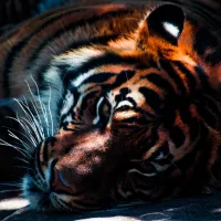 L'UICN classe le tigre du Bengale parmi les espèces les plus menacées au monde ©Unsplash