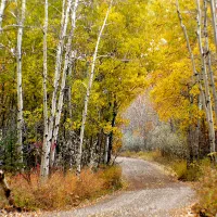 Les assises de la forêt et du bois débute ce mois-ci. En France, 75 % environ, des forêts sont privées.
