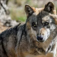 Une quarantaine de loups sont comptabilisés par l'OFB en Haute-Savoie, contre une soixantaine selon les éleveurs