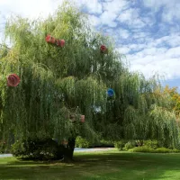 Festival international des jardins © arts et jardins Hauts de France