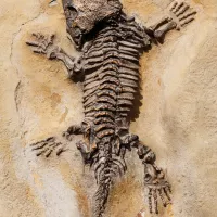 Fossil d'un lézard (Pixabay)