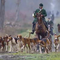 La chasse à courre