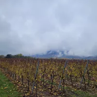 Vignobles à Ottrott - © Géraud Bouvrot - RCF Alsace