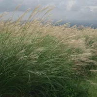 Miscanthus © Wikipedia