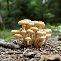 Pixabay - champignons Forêt Opienki