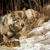 Un loup a été vu en Indre-et-Loire fin novembre. Crédits : Jérémy Petit