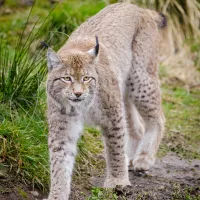 Les lynx et ceux qui les soignent sont à l'honneur dans ce film documentaire ©pixabay.com - Décembre 2021