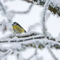 Pendant l'hiver, on peut aider les oiseaux mais pas n'importe comment ©pixabay.com - Décembre 2021