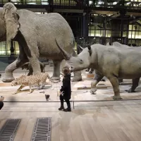 La grande galerie de l'évolution au Muséum d'histoire naturelle de Paris, le 05/02/2010 ©PATRICK KOVARIK / AFP
