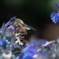 L'abeille, une des espèces les plus en dangers ©wikimedia