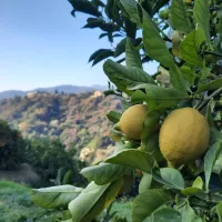 La récolte du citron démarre sur les collines en terrasses de Menton - Photo RCF