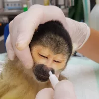 Le Bioparc de Doué-la-Fontaine vaccine ses saïmiris par voie nasale depuis 2017. ©Bioparc