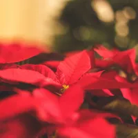 un poinsettia - © Jessica Fadel via Unsplash