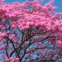 lapacho arbre © Pixabay