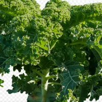 chou kale © Pixabay