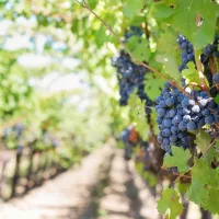 vignoble