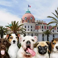 Chiens Negresco 