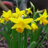 Jonquilles de jardin février 2022
