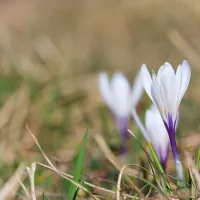 Le crocus fait partie des plantes vernales, au cœur de cette enquête participative ©Brendan Greffier - Février 2022
