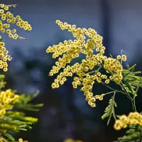 Mimosa
