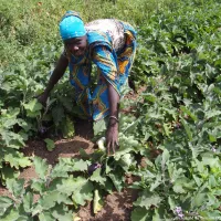 © Chargée de mission CCFD Terre Solidaire