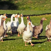 En Maine-et-Loire, 43 000 canards ont dû être abattus en dix jours à cause de cas d'influenza aviaire dans leur élevage. ©Pixabay