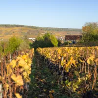 Exploitation de champagne dans l'Aisne  © Union de vignerons champenois du sud de l’Aisne