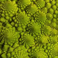 Le chou Romanesco et ses fractales