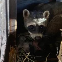 Le petit raton crabier avec sa mère -  Domaine de Pescheray