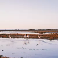 Photo d'illustration. Photo by <a href="https://unsplash.com/@thomasdeluze?utm_source=unsplash&utm_medium=referral&utm_content=creditCopyText">Thomas de LUZE</a> on <a href="https://unsplash.com/s/photos/camargue?utm_source=unsplash&utm_medium=referral&utm_content=creditCopyText">Unsplash</a>   