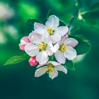 pommier en fleur - © Xuan Nguyen via Unsplash