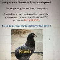La photo de la poule Bélinda - Twitter ville de Nice 