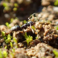 La Tapinoma magnum, une espèce invasive de fourmis, a élu domicile depuis quelques années dans le quartier des Violettes à Saumur. ©Clément Gouraud