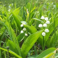 le muguet du 1er mai