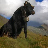 ©Les films du parotier- La vache "Vedette" 
