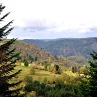 Forêt de conifères © pxhere.com