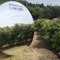 La domaine de la Rose abrite 163 espèces de plantes, dont des roses centifolia. Photo RCF